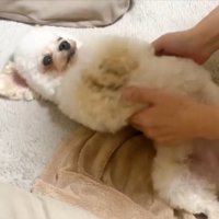 抱き上げようと