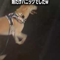 走る犬3