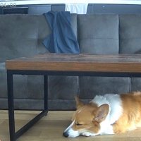 お留守番中のポムちゃん9