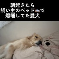 まだまだ眠そうなトリッシュちゃん