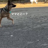 ふたたびママを探すカッパちゃん