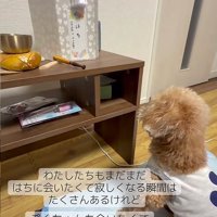 はち君を見つめるぷく君