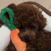 ぬいぐるみに顔を乗せる子犬