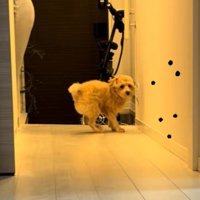 たわし君のナイトルーティン5