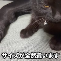サイズ差も愛おしい♡