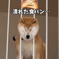 顔が柵に圧迫されて、潰れた食パンのような顔になっている犬