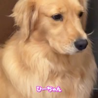目をそらす犬