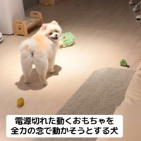 素直すぎるポポちゃんでした