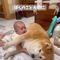 横たわる柴雄くん