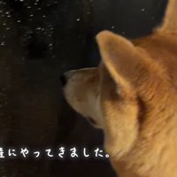 雨でお散歩行けなかった…