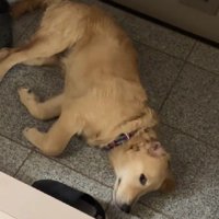 「また寝るね…」