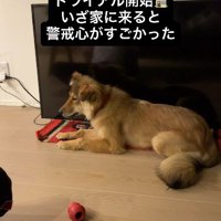 飼い主から視線を逸らす犬