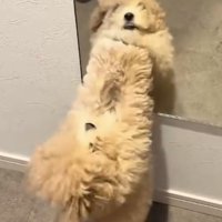 鏡にパンチする犬