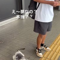 飼い主さんを見るスノーちゃん