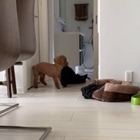 ズボンが重たいりゅっくちゃん