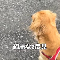 道の先を見つめて二度見する犬