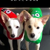 カメラ目線の2匹