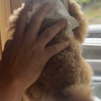外を見てしっぽを振る犬