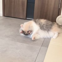 子犬の上に乗る子猫