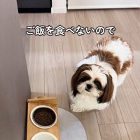 ご飯を食べないパンちゃん