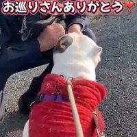 おやつをねだる犬