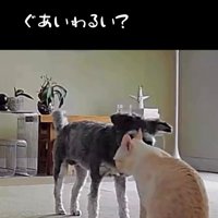 猫の顔をのぞき込む犬