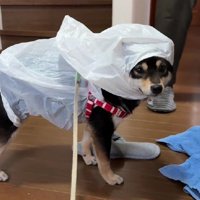 散歩のためには仕方ない