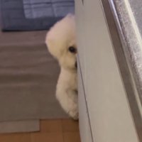 物陰から顔を半分だけ出す犬