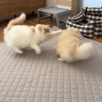 ついに激怒！