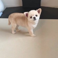 遊んでほしいときも…