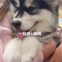 かわいいわんこに一目惚れ