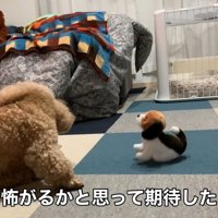 動く犬のおもちゃを見たいちごちゃん＆ミルクくん2