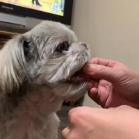 みかんを食べたいてんぽさん8