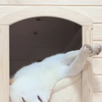 小屋からはみ出して眠る柴犬