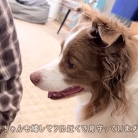 優しい眼差しのリーリエちゃん