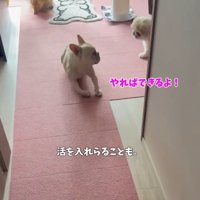 フレンチブルドッグのそばを走る長毛犬