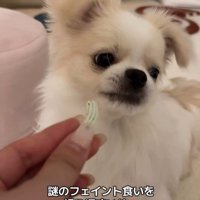 歯磨きガムを怖がるぽっぷくん4