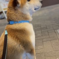 忠犬ハチ公のよう