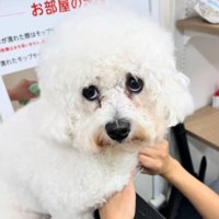 トリミング台に乗って、カメラを上目使いで見つめる犬