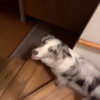 見上げる犬