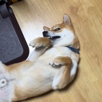 ヘソ天のじろうくん