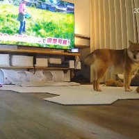 見つかったあとも…