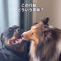 仲良しな2匹の大型犬