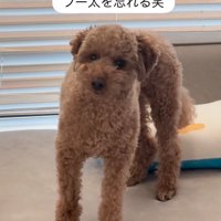 ソファの上に佇む犬