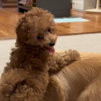 みるくちゃんと蘭ちゃん3