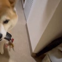 アップのまるちゃん