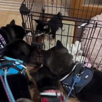 集まる柴犬たち