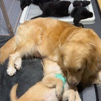 たのちゃんと赤ちゃん犬6