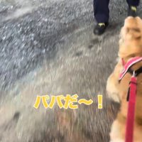 パパに駆け寄る犬