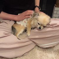 こはくちゃんとお姉ちゃんの再会8